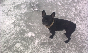 A Aparte hond op het ijs