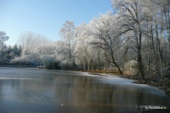 Winterbeelden